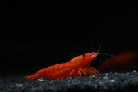 Bloody Orange Neocaridina Garnelen High Grade Bayern - Sulzemoos Vorschau