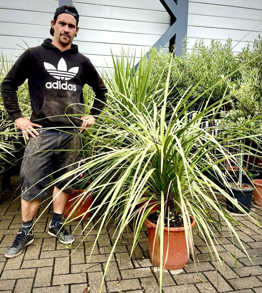 Trachycarpus Fortunei Hanfpalme 400 cm Stammhöhe 5 M Gesamthöhe in Ettenheim