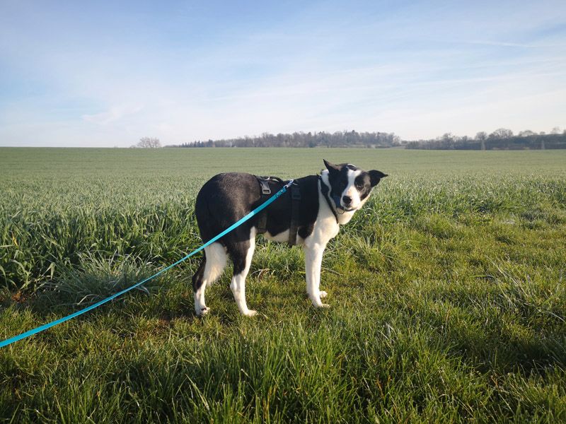 Flik, menschenbezogener Rüde, geb.: 2017 / SH 50cm in Zaisenhausen