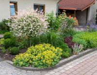 SUCHE!!!-- Pflanzen für den Vorgarten-- Nordrhein-Westfalen - Mönchengladbach Vorschau