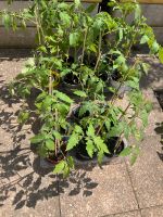 Bio Tomatenpflanzen Ochsenherz Köln - Nippes Vorschau