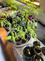 Tomatenpflanzen Niedersachsen - Lohne (Oldenburg) Vorschau