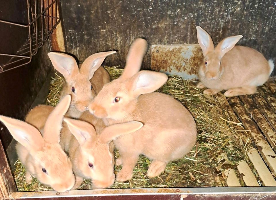 Burgunder Kaninchen in Harsewinkel
