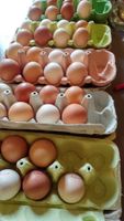 10 frische Eier aus Gartenhaltung Brandenburg - Eichwalde Vorschau