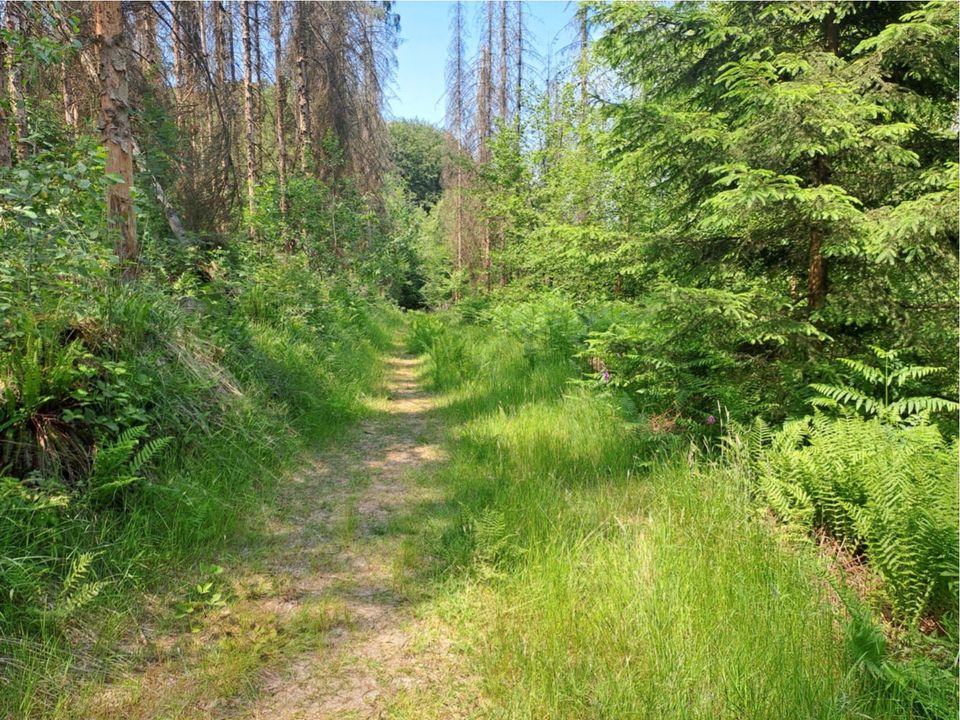 3 Waldgrundstücke  mit Bachlauf 17min. v. Köln-Ost in Overath