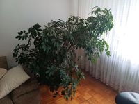 Schefflera,  Steahlenaralie Bayern - Buchloe Vorschau