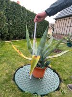 Agave Pflanze verschiedene Größen Leipzig - Gohlis-Nord Vorschau