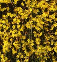 Winterjasmin Strauch Pflanze Garten Bienengehölz Schleswig-Holstein - Barkelsby Vorschau