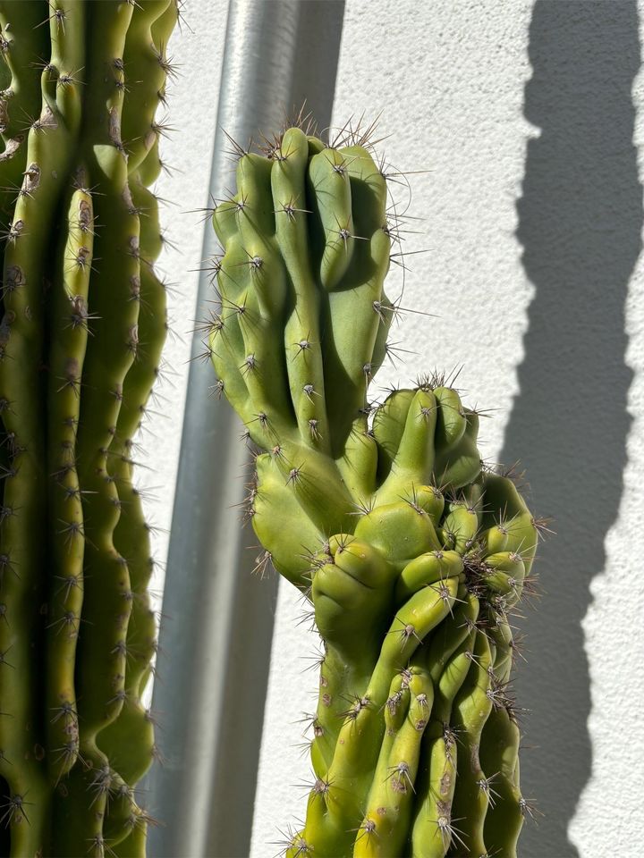 Kaktus Cereus peruvianus 'Monstrosus' - Felsenkaktus in Radolfzell am Bodensee
