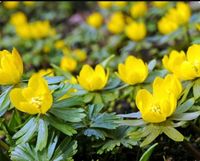 Winterlinge Pflanze Zwiebeln Blume Eranthis hyemalis 10 Stck. Bayern - Kallmünz Vorschau