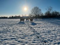 Rindfleisch, Schottisches Hochlandrind Schleswig-Holstein - Armstedt Vorschau