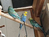 Junge Rainbow Wellensittiche / Sittich / Vogel Baden-Württemberg - Neubulach Vorschau