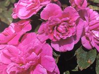 Pinke Rose Niedersachsen - Schüttorf Vorschau