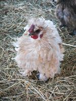 Zwerg Strupphahn  Strupphuhn Frizzle Silkie Zwerghühner Nordrhein-Westfalen - Petershagen Vorschau