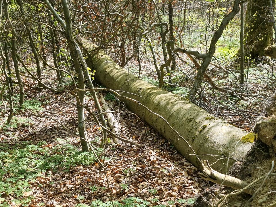 15 RM Buche Stammholz Kaminholz Brennholz für Selbstwerber in Hasselfelde