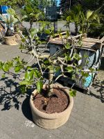 Feigenbaum winterhart Bonsai vers. Größen Firoma Ficus Carica Niedersachsen - Ganderkesee Vorschau