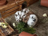 Kaninchen suchen neues Zuhause Nordrhein-Westfalen - Kreuztal Vorschau