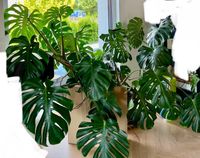 Monstera Deliciosa Nordrhein-Westfalen - Menden Vorschau