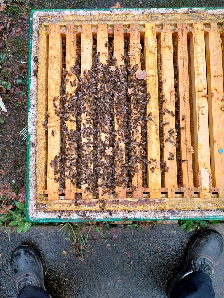 Dunkle Biene Apis mellifera mellifera in Colditz