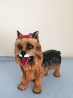 Yorkshire Terrier Nordrhein-Westfalen - Kamp-Lintfort Vorschau