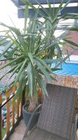 Yucca-Palme             2.50 m Mecklenburg-Vorpommern - Stralsund Vorschau