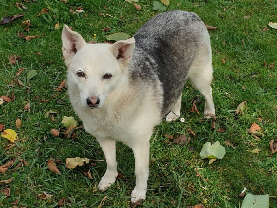 Ruhige GAYA ❤️ aus dem Tierschutz sucht ihre Menschen in Erftstadt