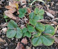 Ableger Erdbeeren / gelbe Himbeeren Sachsen - Schneeberg Vorschau