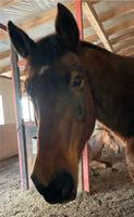 Reitbeteiligung gesucht für liebe Stute,  Pferd sucht Reiter Niedersachsen - Wiefelstede Vorschau