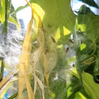 Hoya Papaschonii Samen , Frische Samen Zum Selber Säen. 6 Stück. Schleswig-Holstein - Schafstedt Vorschau