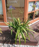 Agapanthus,  Schmucklilie Sachsen-Anhalt - Bad Schmiedeberg Vorschau