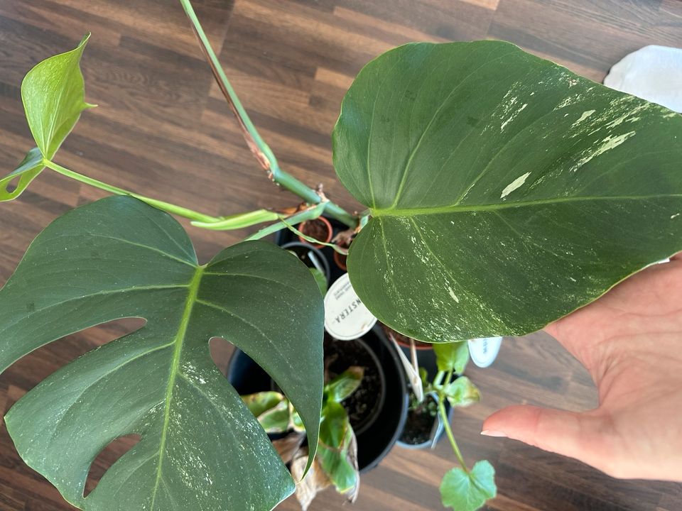 Monstera deliciosa variegata Ableger in Stuttgart