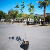 Feigenbaum Ficus Carica  200-210cm hoch -  +/- 8cm Stammumfang Nordrhein-Westfalen - Oberhausen Vorschau