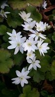 Spitzlappiges weißblütiges Leberblümchen Sachsen-Anhalt - Wetterzeube Vorschau
