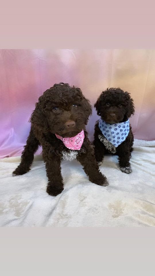 Lagotto Romagnolo/italienischer Wasserhund/Trüffelsuchhund in Bad Frankenhausen/Kyffhäuser