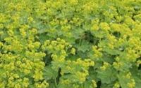 Alchemilla mollis, Frauenmantel Niedersachsen - Lengede Vorschau