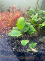 Anubias barteri- Zwerg Speerblatt Pflanze Aquarium Hessen - Glashütten Vorschau