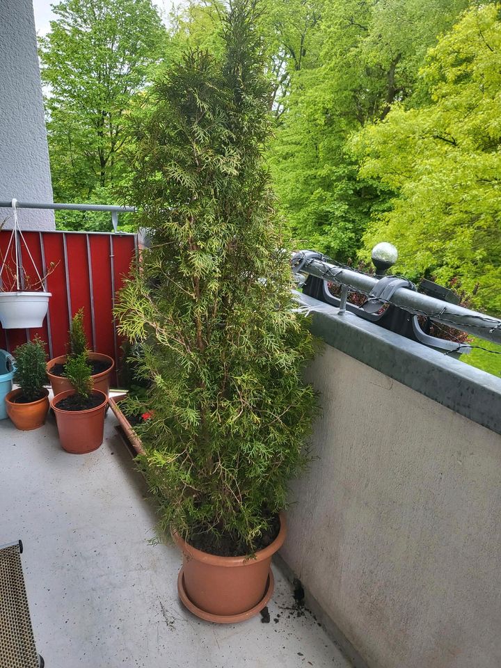 Thuja Konifere baum in Wuppertal