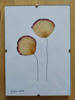 Blumenbild selbstgemacht Herbarium Mecklenburg-Vorpommern - Lassan (Vorpommern) Vorschau