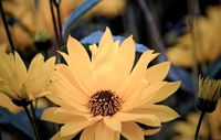 10 Ableger Sonnenblume, mehrjährig, winterhart, Staude, Mecklenburg-Vorpommern - Steinhagen (Vorpommern) Vorschau