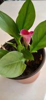 Wunderschöne pink farbige, 2 jährige Calla Zantedeschia Rheinland-Pfalz - Mayen Vorschau