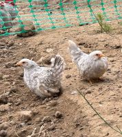 Chabo perlgrau mit weißen Tupfen Nordrhein-Westfalen - Wadersloh Vorschau