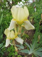 2 Stück gelbe Schwertiris Schwertlilie Iris Rhizome abzugeben Bayern - Rain Lech Vorschau