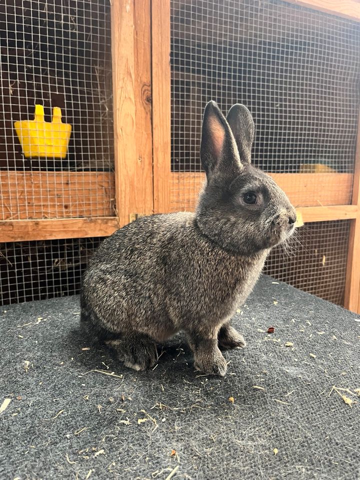 Kleine Wiener Stallhasen Hasen Kaninchen in Ortenberg