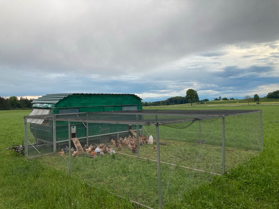 Zwerg-Cochin Hennen Hühner in Grafrath