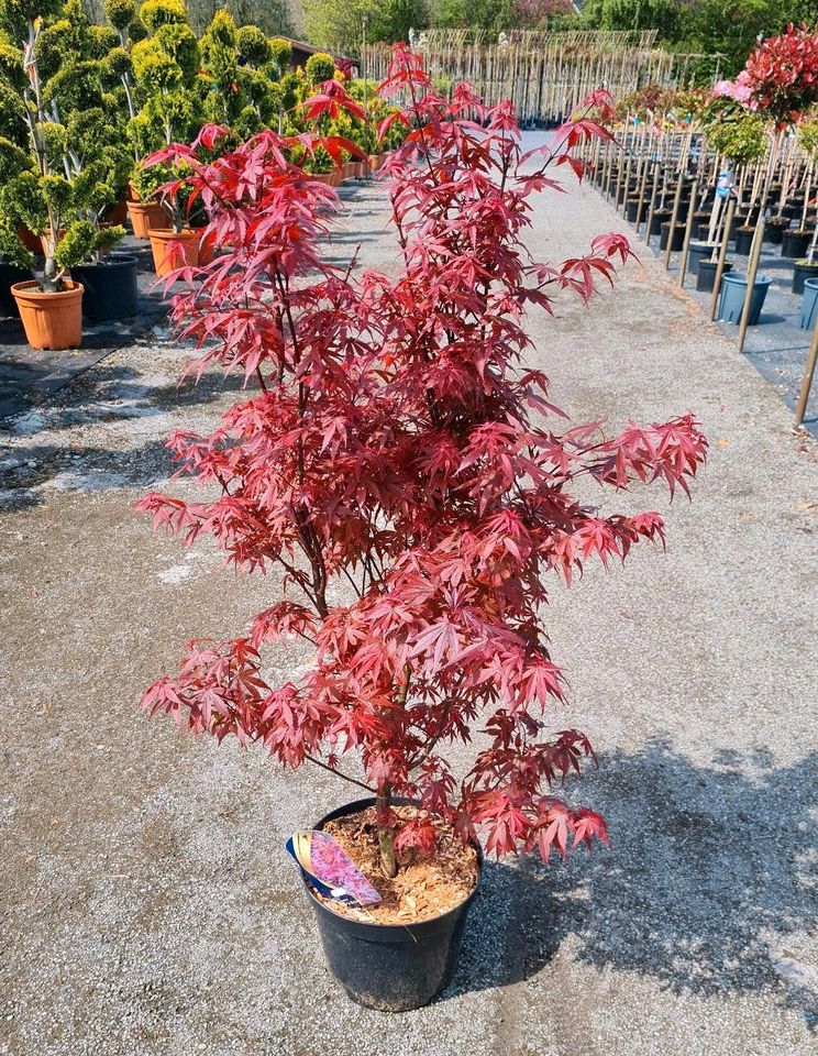 Japanischer Ahorn rot/grün Goldahorn in Haselünne