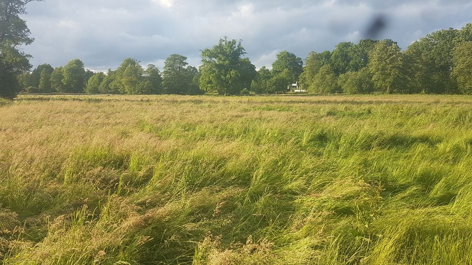 Wiese Grünland gesucht in und um Hanstedt in Hanstedt