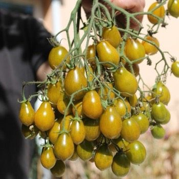 Tomatenpflanze „Amber Keyes“ in Bammental