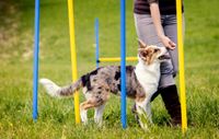 SUCHE Grundstück für Hundeplatz Bayern - Stulln Vorschau