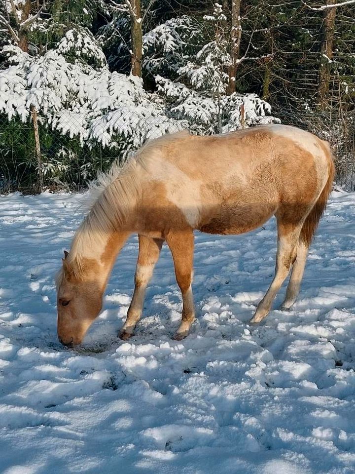 PAINT HORSE Hengstjährling Westernpferd Quarter Horse in Neukirchen/Erzgeb