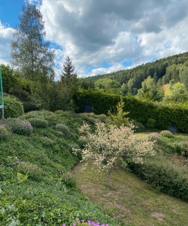 Hecken, Sträucher Zuschnitt zum Festpreis in Schwabach